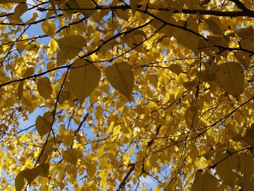 Betula ermanii erman s birch - betula, erman's