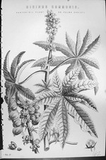 Old Ricinus Communis Castor Oil Plant Palam Christi Mackenzie C1880 S Victorian