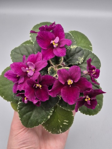 Variegated semi miniature - variegated, semi-miniature
