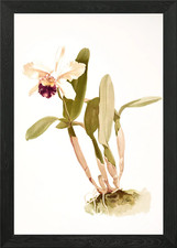 Cattleya Hybrida Parthenia