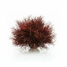BIORB OASE CRIMSON SEA LILY AQUARIUM DECORATION TANK ORNAMENT PLANT DECOR BIUBE
