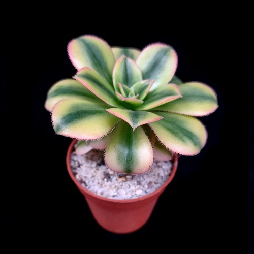 Aeonium star burst 6cm pot - 6cm,