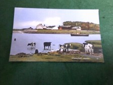 ANNAN Scotland Waterfoot with cattle 196?