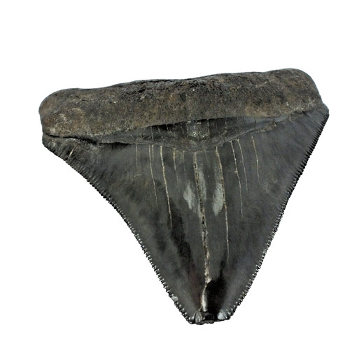 Carcharocles megalodon shark - carcharocles,