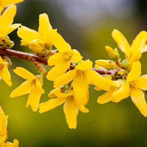 Forsythia intermedia mini - forsythia,