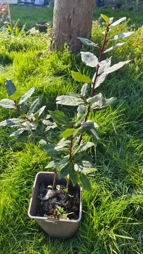Large bay leaf seedlings - 1,