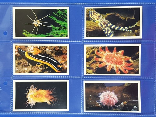 Grandee cigarette cards the - grandee,