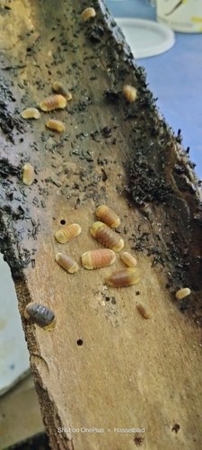 Rubber ducky isopods - ducky,
