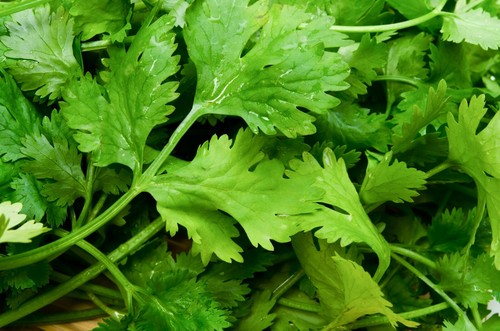 Coriander green aroma - green,