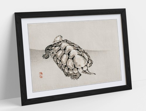 Turtle kono bairei - turtle,