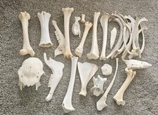 bundle of Mixed Sheep bones