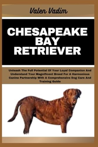 Chesapeake bay retriever - chesapeake,