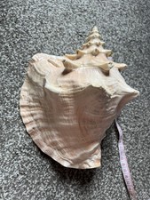 Large queen conch shell - conch, 22.5