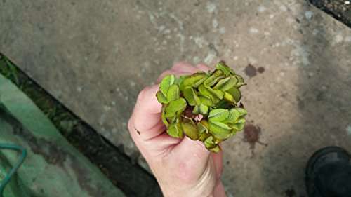 Pcs salvina natans for pond - pcs,
