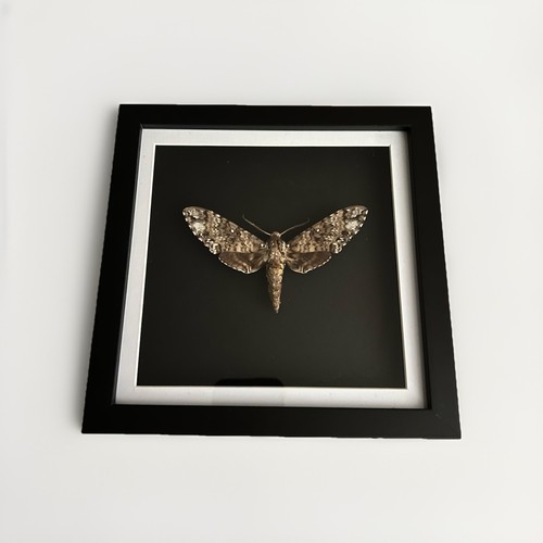 Framed rare sphinx - rare, insect