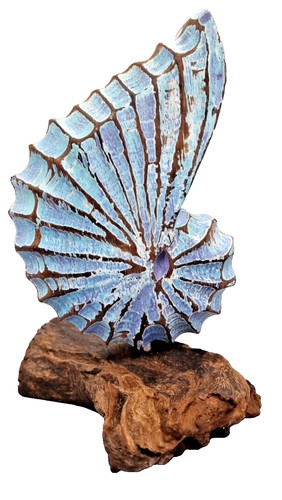 Shell carving driftwood - on,