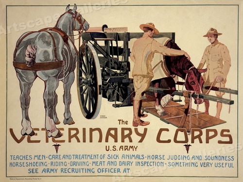 Army 1919 veterinary - us,