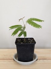 Pithecellobium Confertum