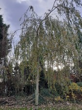 Weeping Willow,  Salix "Babylonica"   Sapling in a  - 1 Litre Pot