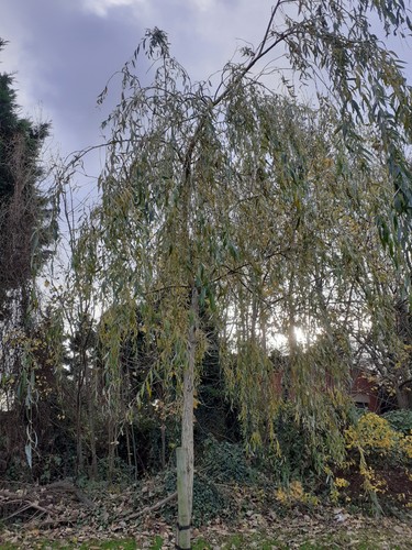 Weeping willow salix - willow,,