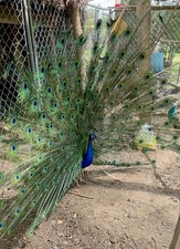 6 Peacock Peafowl Hatching