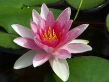 Nymphaea attraction water - "attraction",