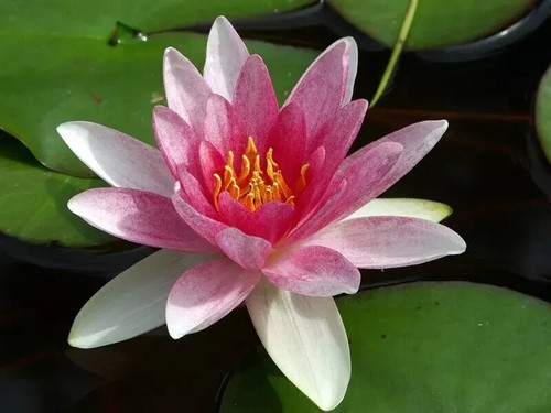 Nymphaea attraction water - nymphaea,