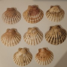 Large natural scallop shells - large,