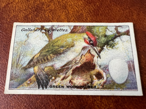 Gallaher birds nests eggs - gallaher, &