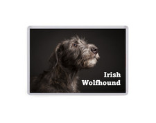 Irish Wolfhound - Dog Large