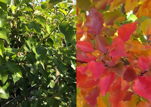 Pyrus chanticleer ornamental - chanticleer,