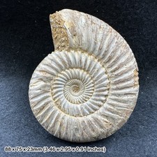 Rare perisphinctes ammonite