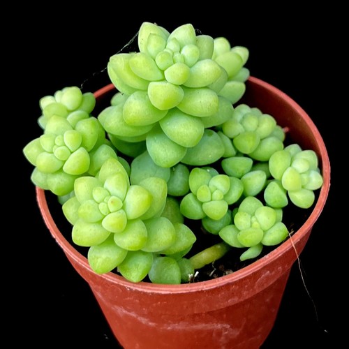Burrows tail sedum - tail, morganianum