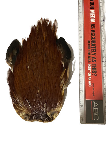 Indian cock cape red game - indian,