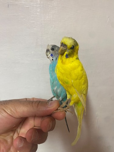 Pair taxidermy budgerigars - pair,