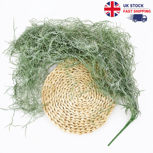 Spanish moss - spanish,