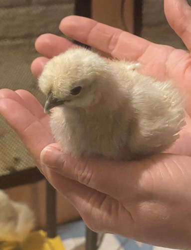 Silkie chicken hatching - chicken,