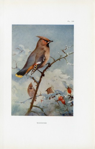 Waxwing old antique 1925 - waxwing,