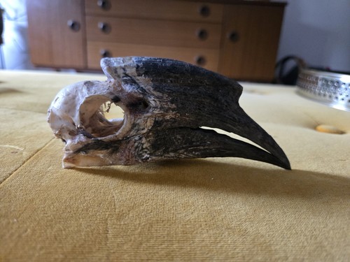 Hornbill skull - hornbill,