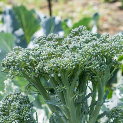 Broccoli sibsey hybrid - broccoli,