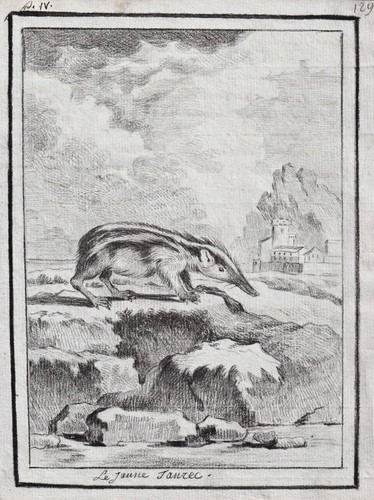 Tenrek tenrec tanrek - tenrec,