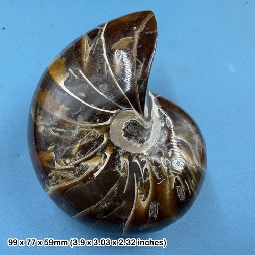 Nautilus fossil marine - nautilus,