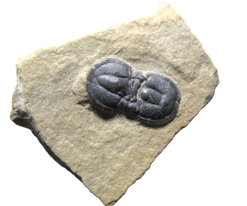 Cambrian itagnostus peronopsis - cambrian,