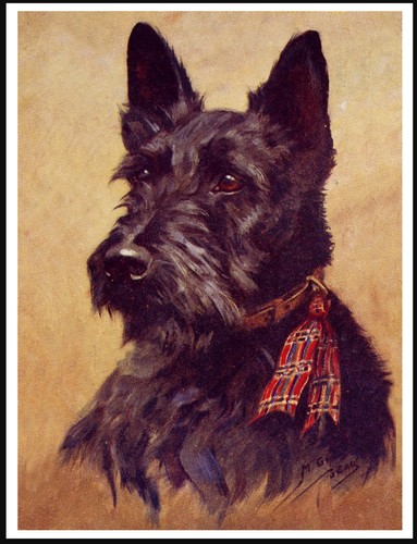 Scottish terrier head study - scottish,
