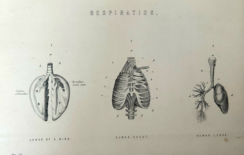 Respiration c1877 - respiration, –