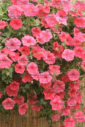 Trailing petunia velvet - velvet, f1