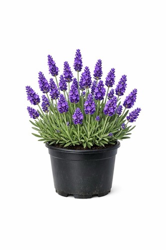 English lavender plant 13cm - lavender,