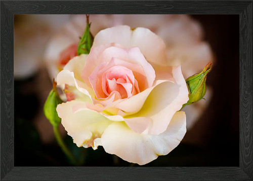Beautiful flower closeup