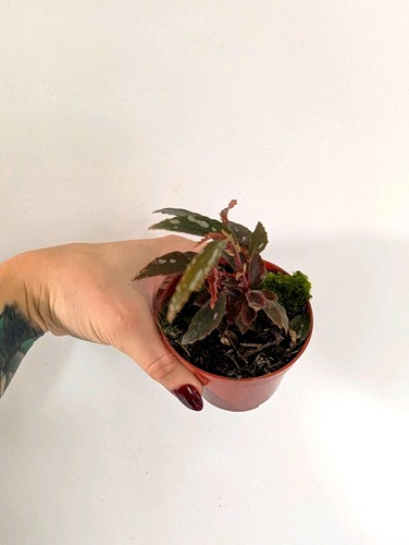 Begonia julau type - begonia,