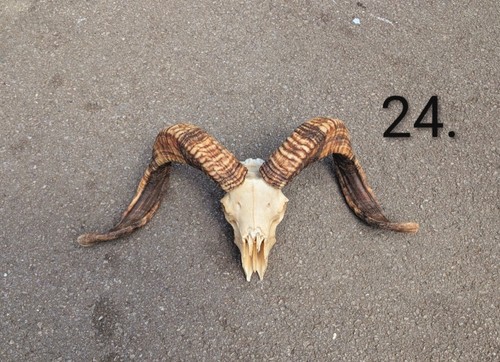 Ram skull taxidermy gothic - skull,,